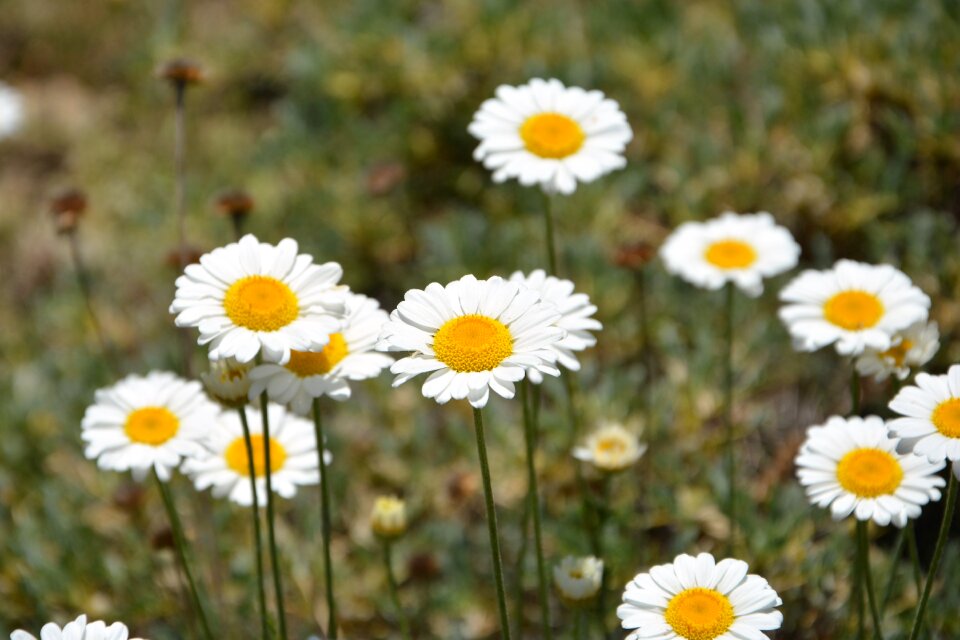 Flowers spring spring flowers