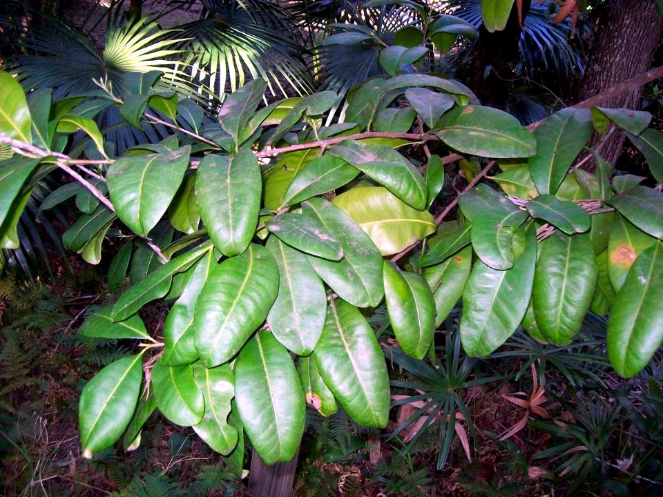 Blush Condoo - leaves