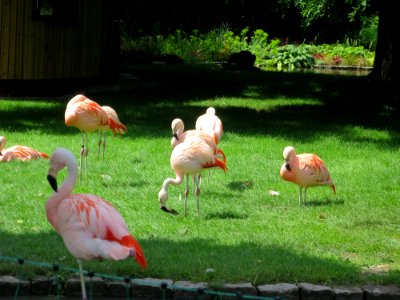 Blumenpark Dehner 23