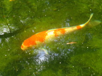 Blumenpark Dehner 22