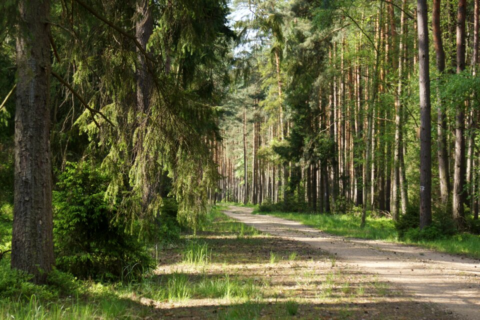 The road in the forest green foliage