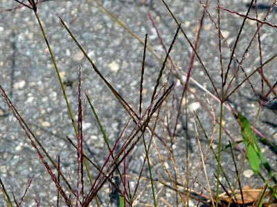 Blutrote Fingerhirse Passau