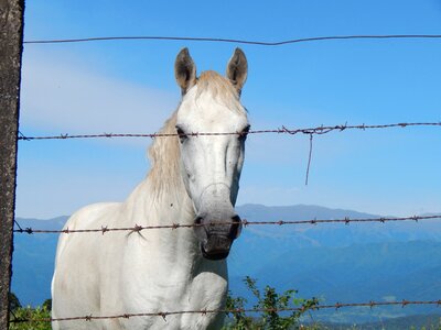 White wired meek photo