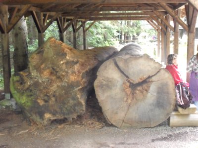 Boubín - Vydlicový smrk, průřez B