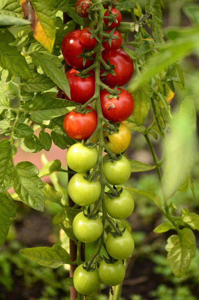 Plant vegetable garden vegetables