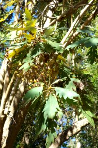 Bocconia arborea - San Francisco Botanical Garden - DSC09787