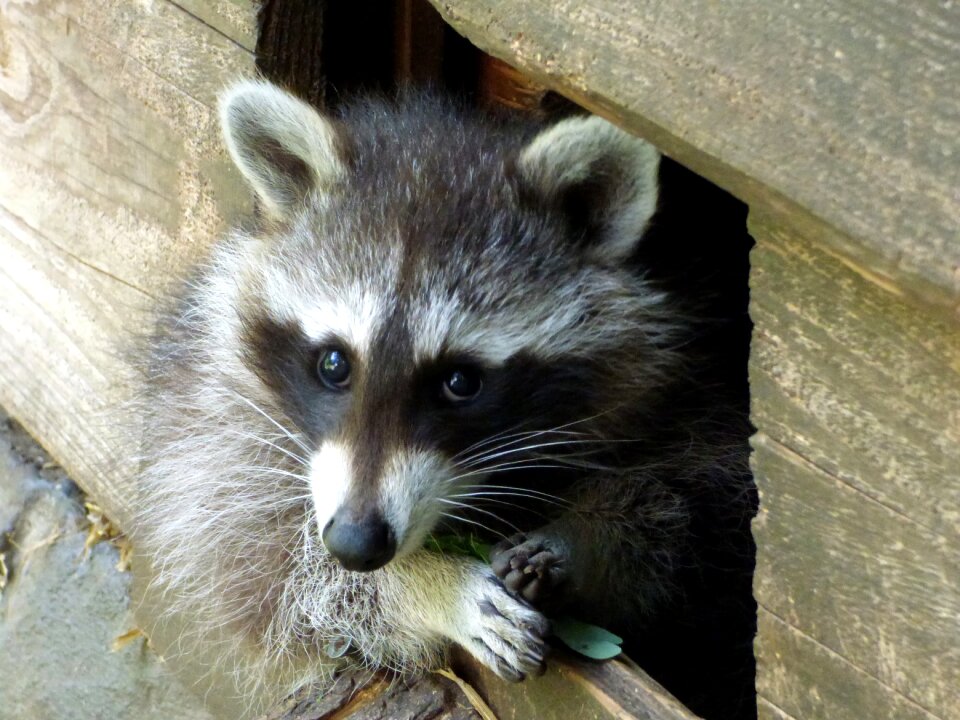 Scaly mammal nature