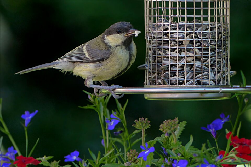 Young foraging garden