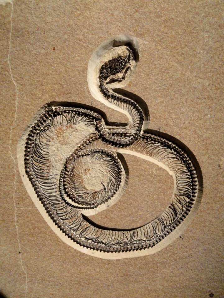 Boavus idelmani, Eocene, Kemmerer, Lincoln County, Wyoming, USA - Houston Museum of Natural Science - DSC02004