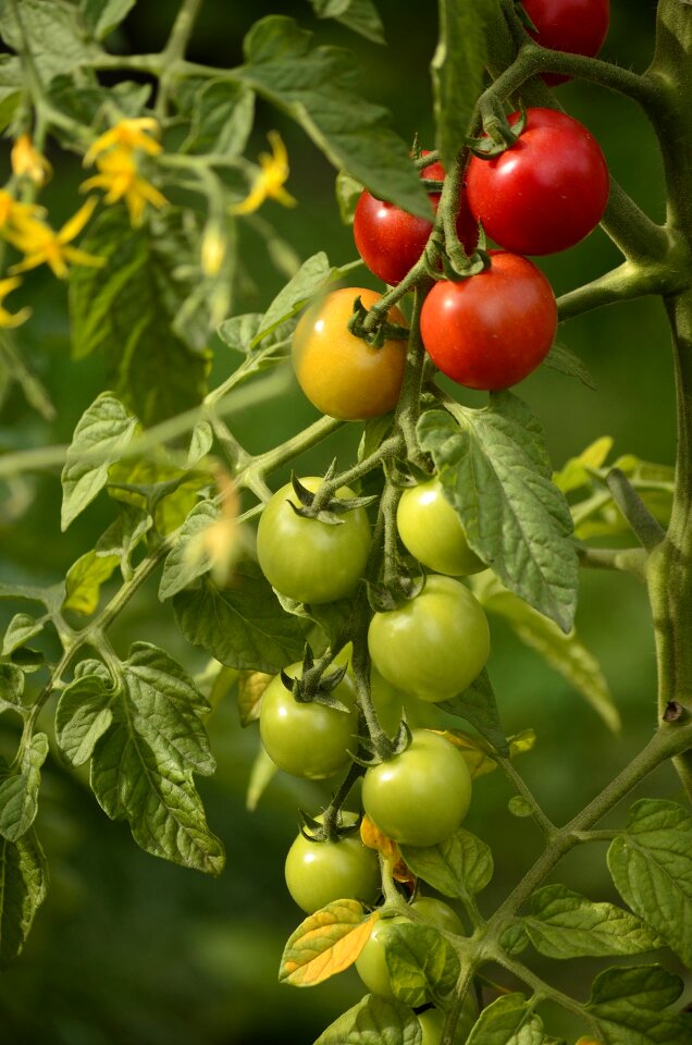 Plant vegetable garden vegetables