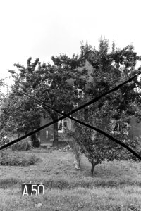 Boerderij bij Alphen (ruilverkaveling Land van Maas en Waal), Bestanddeelnr 170-2263