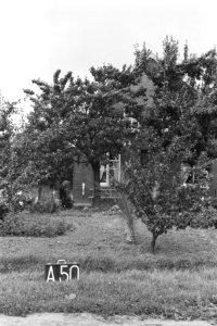 Boerderij bij Alphen (ruilverkaveling Land van Maas en Waal), Bestanddeelnr 170-2264