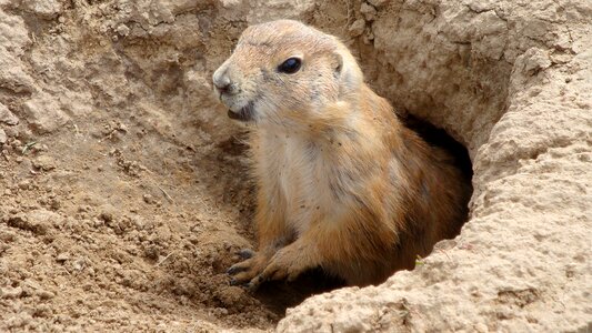 Wild animal rodent marmota monax