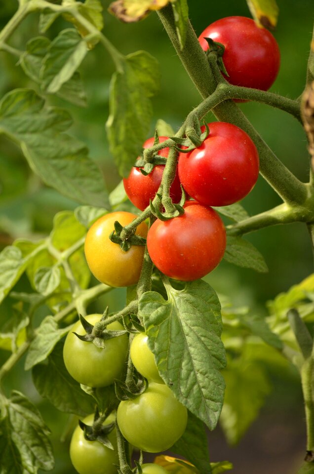 Plant vegetable garden vegetables