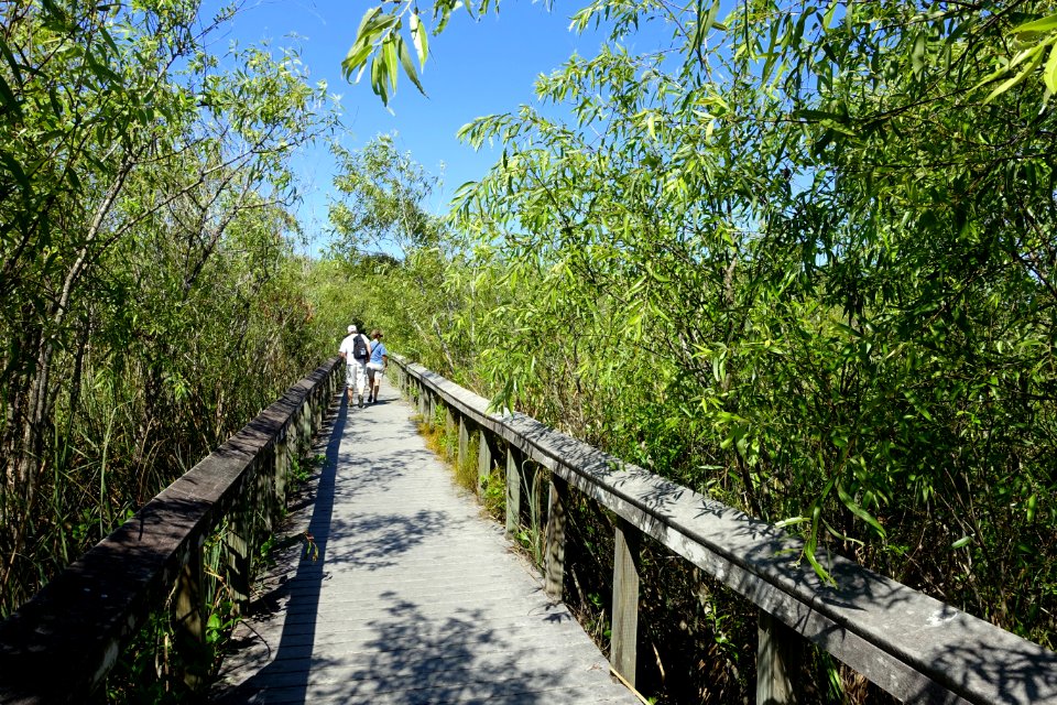 Bobcat Boardwalk - Shark Valley - Everglades National Park - DSC09506