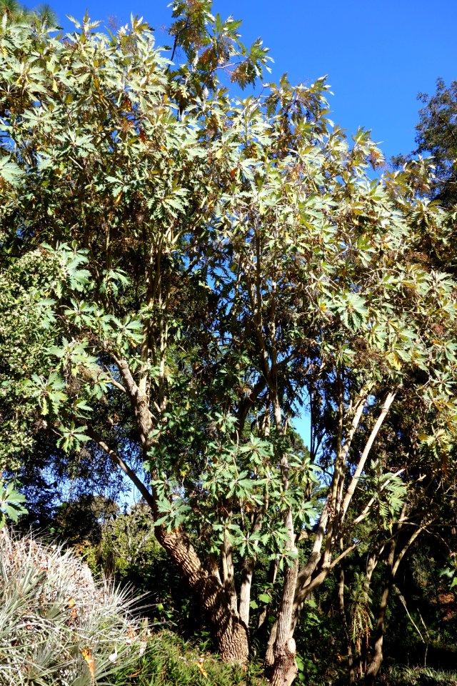 Bocconia arborea - San Francisco Botanical Garden - DSC09788