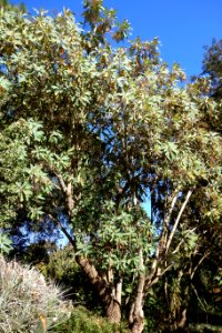 Bocconia arborea - San Francisco Botanical Garden - DSC09788