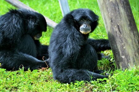 Animal zoo animals photo