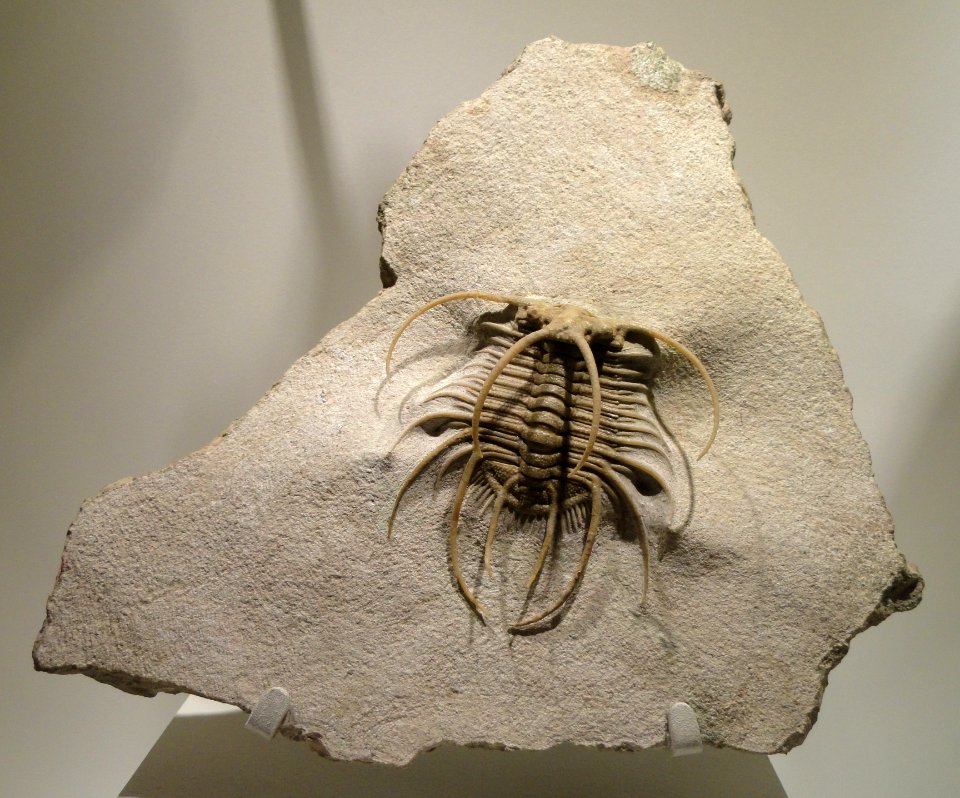 Boedaspis ensifer, Middle Ordovician, Volkhov Formation, St. Petersburg region, Russia - Houston Museum of Natural Science - DSC01437