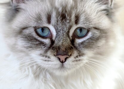 Kitten animal eye photo