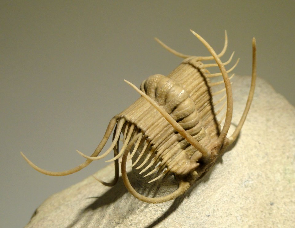 Boedaspis ensifer, Middle Ordovician, Volkhov Formation, St. Petersburg region, Russia - Houston Museum of Natural Science - DSC01483