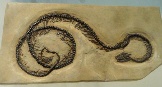 Boavus idelmani (cast) - AMNH - DSC06274