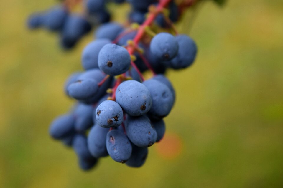 Berry blue blue fruits
