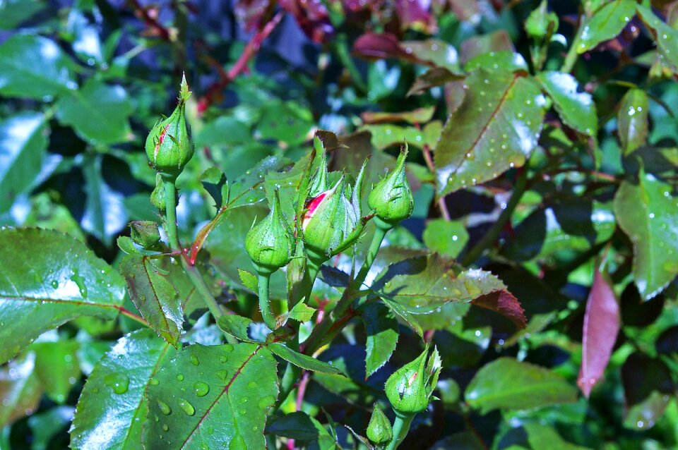 Westerland thorns rose thorns
