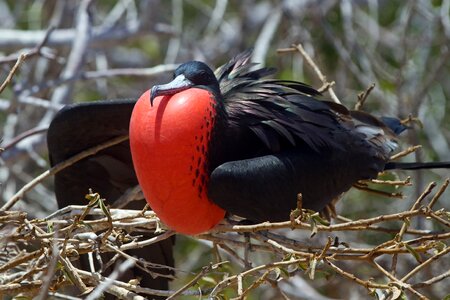Black feathers galapagos animal photo