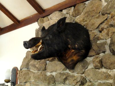 Boar head - Museum - Garland Ranch Regional Park - DSC06876