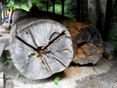 Boubín - Vydlicový smrk, průřez A