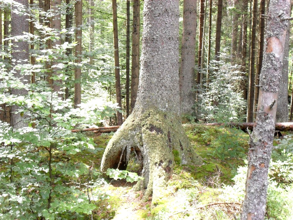 Boubín - Chůdový kořen