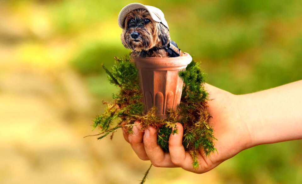 Animals dog miniature