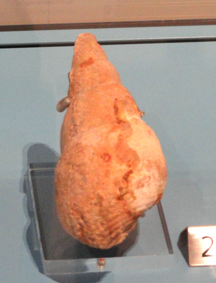 Bourgetia striata, Yorkshire, England, Late Jurassic - Royal Ontario Museum - DSC09925
