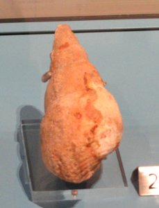 Bourgetia striata, Yorkshire, England, Late Jurassic - Royal Ontario Museum - DSC09925