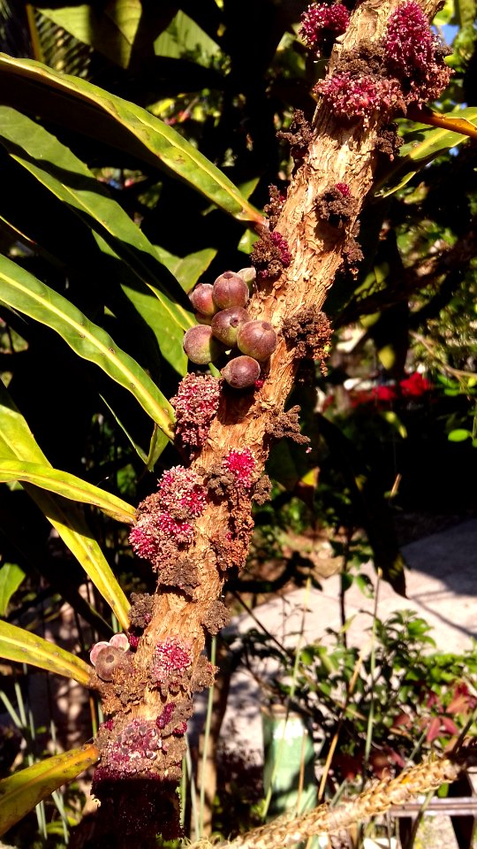 Bocquillonia sessiliflora, fleurs et fruits