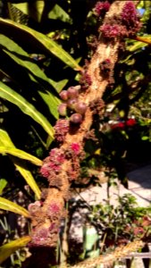 Bocquillonia sessiliflora, fleurs et fruits