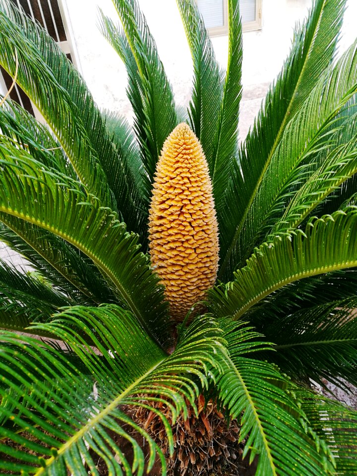 Cycas revoluta king sago sago cycad