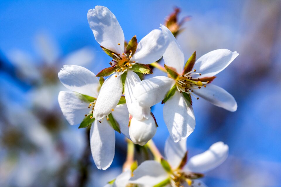 White flowers spring bloom