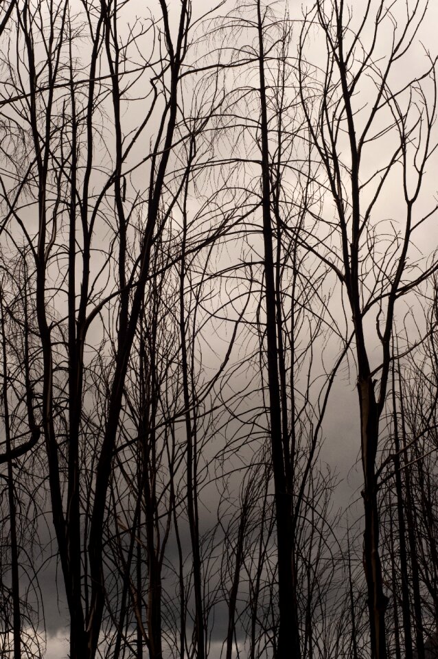 Forest nature brown fire