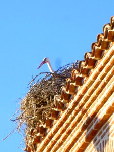Boadilla del Monte - Iglesia de San Cristóbal 09