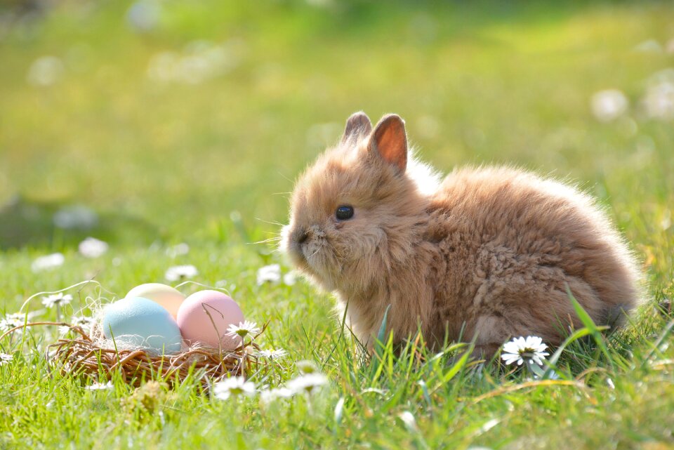 Easter eggs happy easter spring