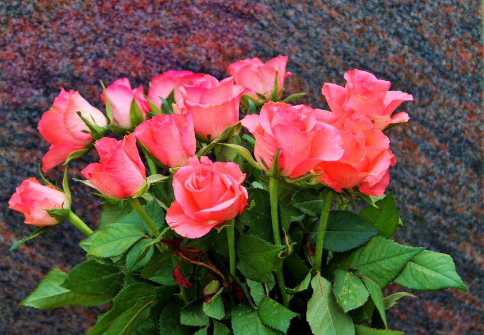 Flowers nature pink petals