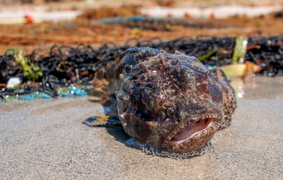 Bocon toadfish 000