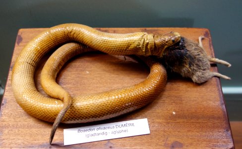 Boaedon olivaceus - Royal Museum for Central Africa - DSC06894