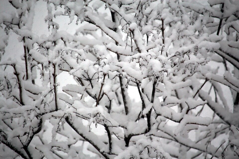 Season nature white