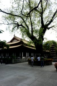 Bodhi tree, Guangxiao Temple, picture2