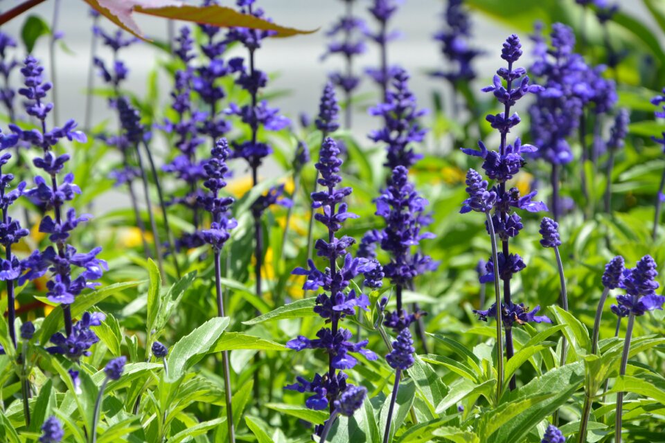 Nature spring plant