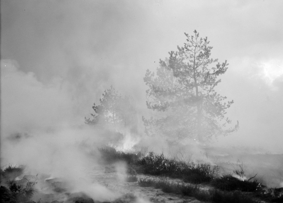 Bosbrand en stormschade, heidebranden, Loenen aan de Vecht, Bestanddeelnr 164-0797