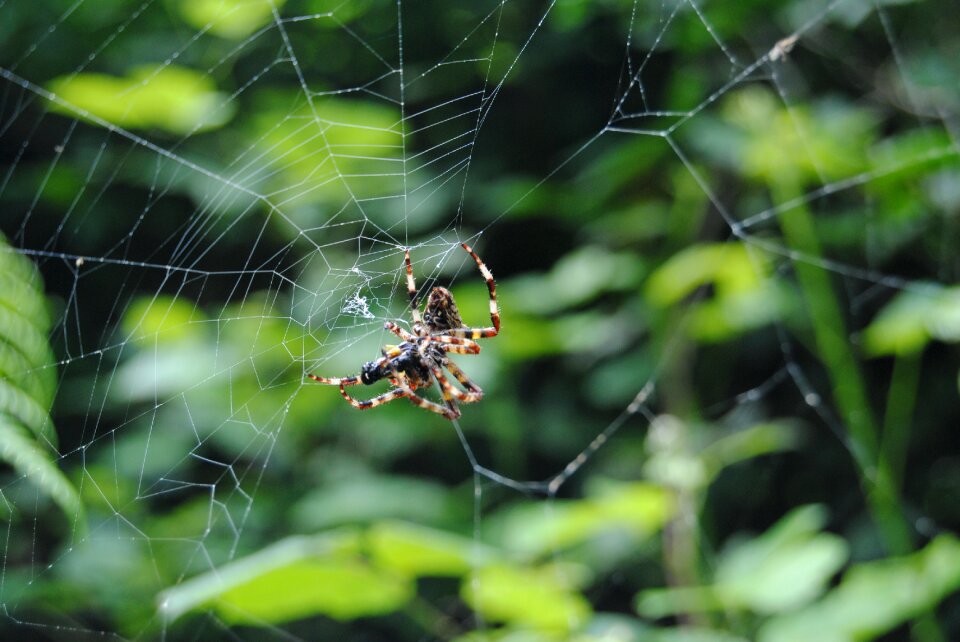 Canvas arachnida arachnid
